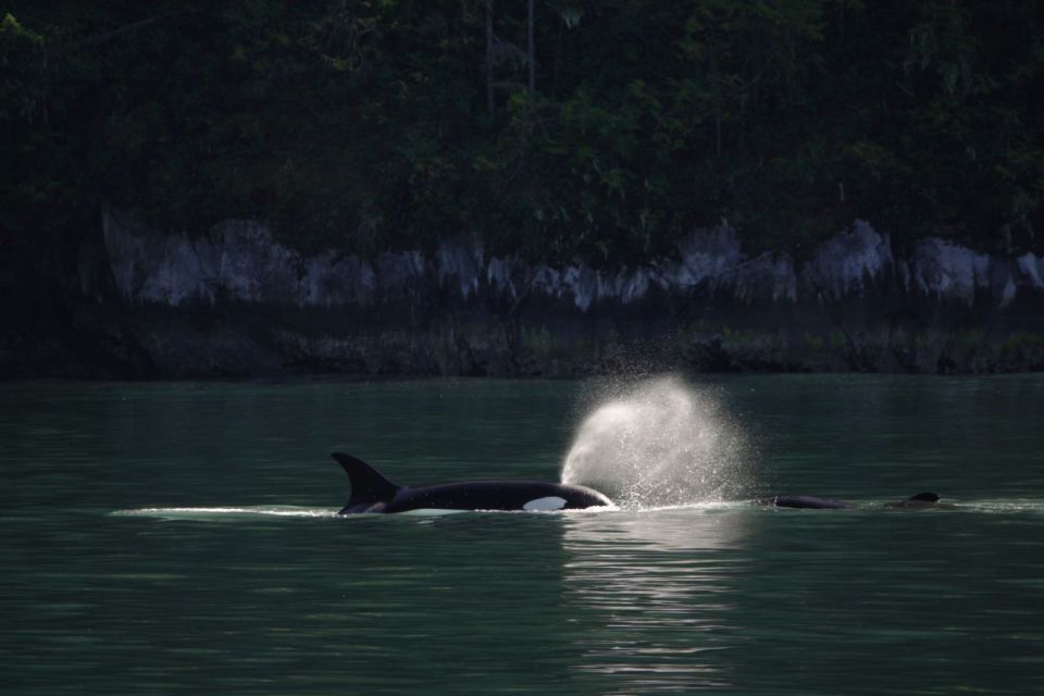Campbell River: Whale & Wildlife Discovery Cruise - On-board Naturalist and Hydrophone