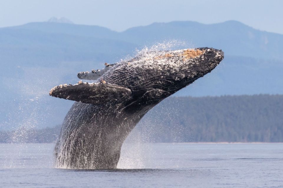 Campbell River: Whale & Wildlife Discovery Cruise - Cruise Duration and Language