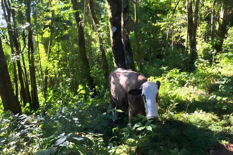 Campos Do Jordão the Brazilian Switzerland, Full Day Trip - Frequently Asked Questions