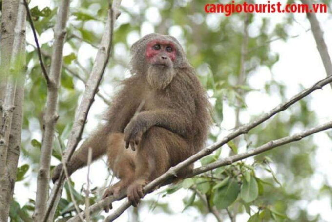 Can Gio Mangrove Forest and Monkey Island Full Day Tour - Frequently Asked Questions