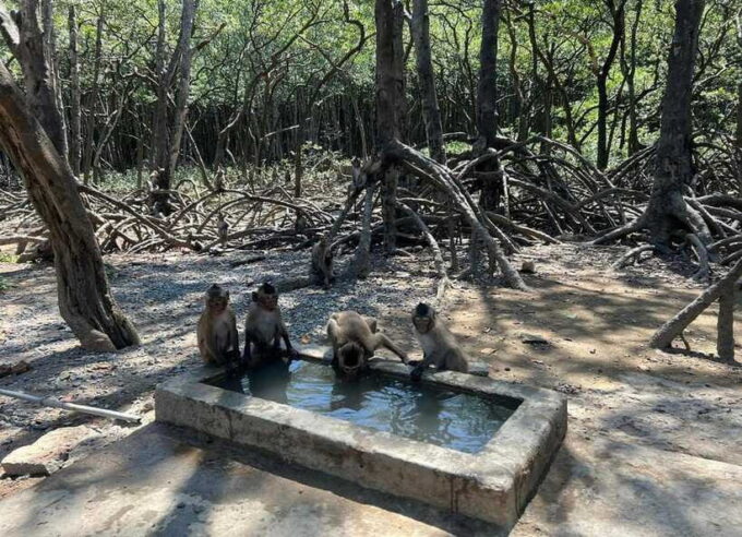 Can Gio Monkey Island Day Trip From HCMC - Frequently Asked Questions