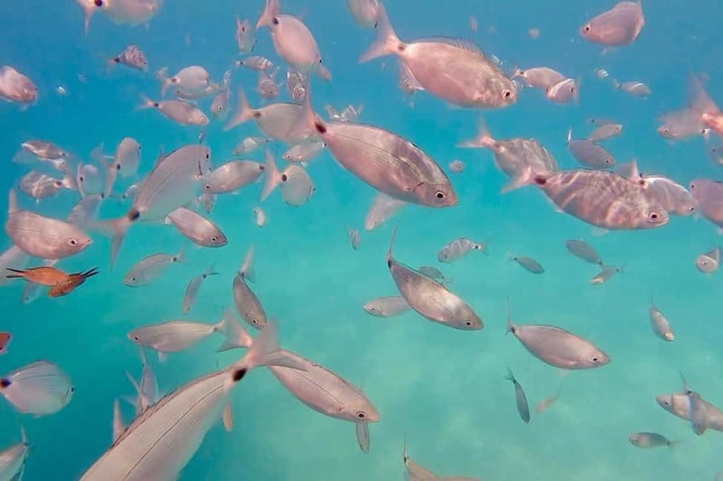 Can Picafort: 3h Sea Ride  Snorkeling & Swimming Fun - The Route and What You’ll Experience