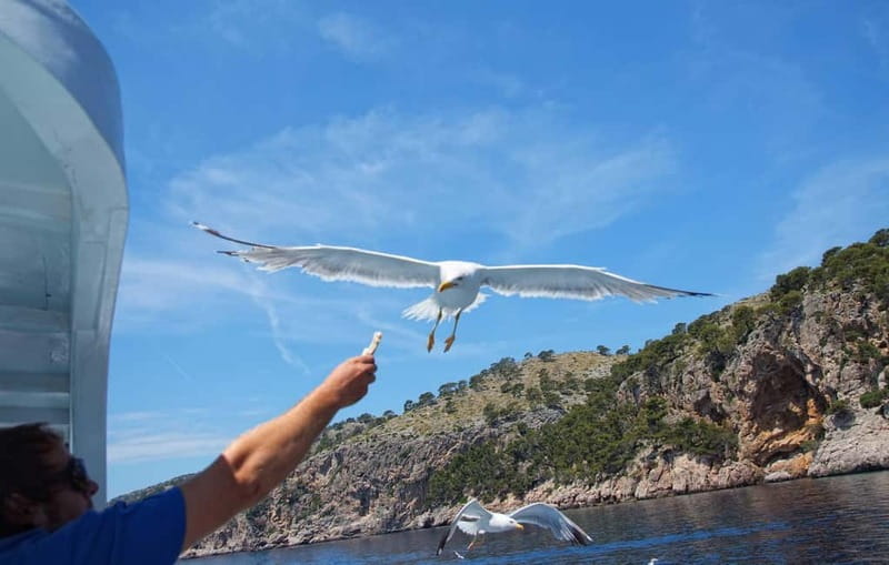 Can Picafort: Boat trips along the north coast of Mallorca - Authentic Experiences and Traveler Feedback