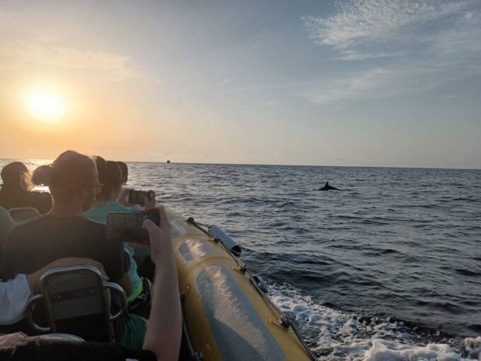 Can Picafort: Dolphin Watching Boat Tour With Swimming - Booking and Cancellation Policy