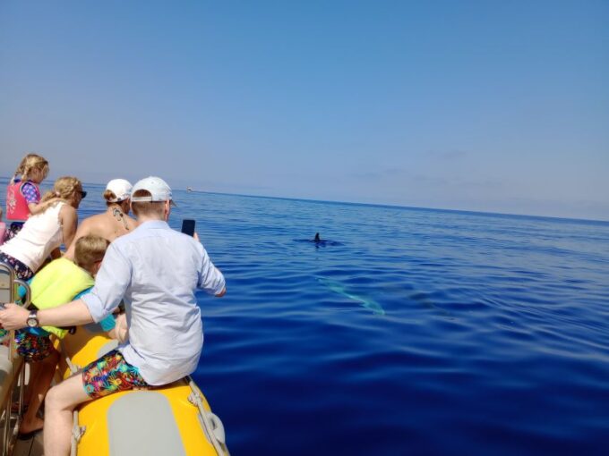 Can Picafort: Dolphin Watching Boat Tour With Swimming - Frequently Asked Questions