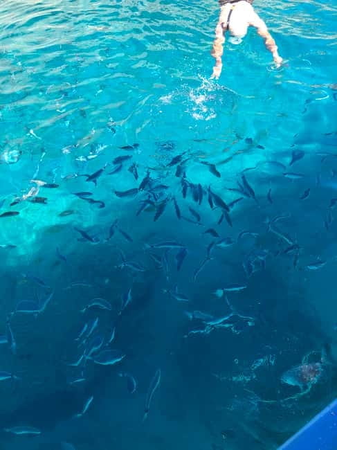 Can Picafort or Alcudia: Private boat dolphin watching - The Value of a Private, Customizable Tour