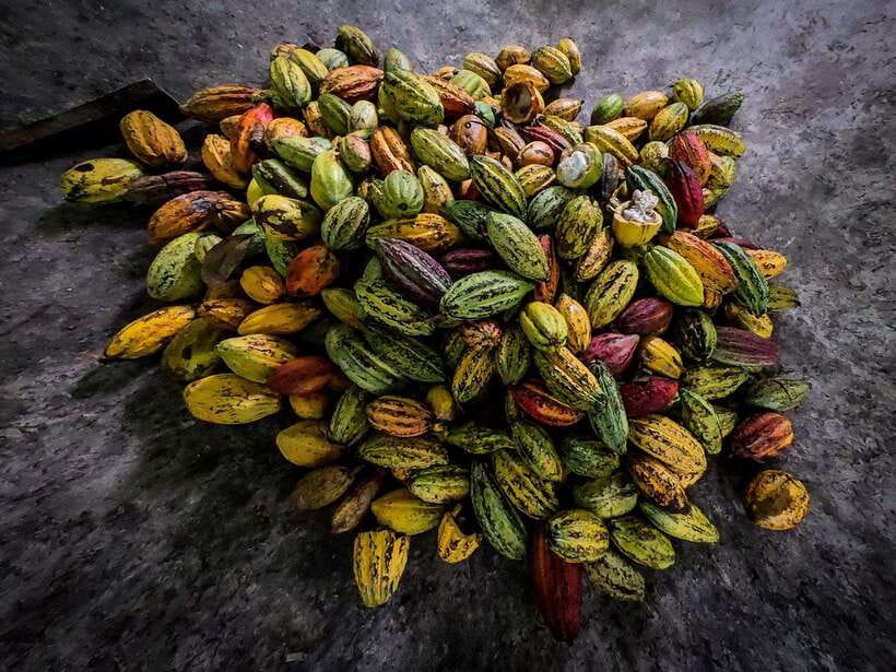 Can Tho: Floating Market & Cycling & Cacao Farm & Rice Field - Key Points