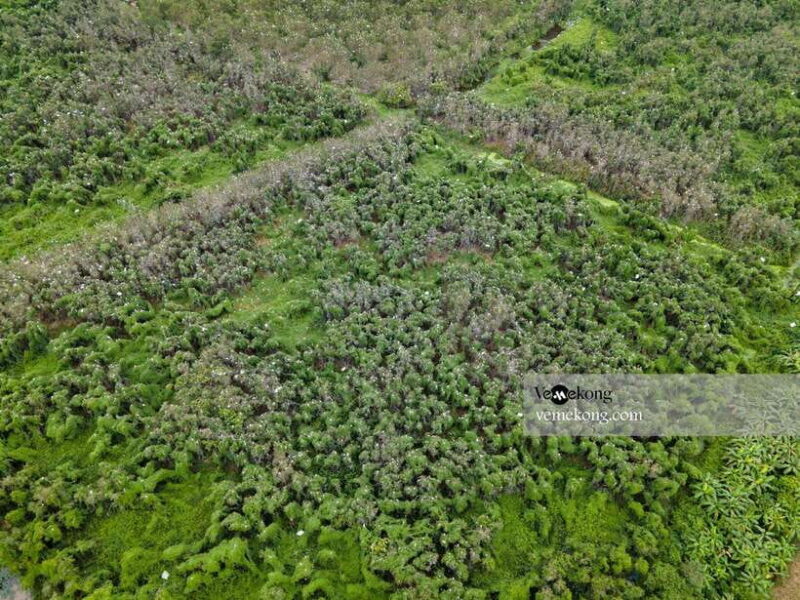 Can Tho: Lung Ngoc Hoang Forest Nature Reserve Half-Day Tour - Itinerary Highlights