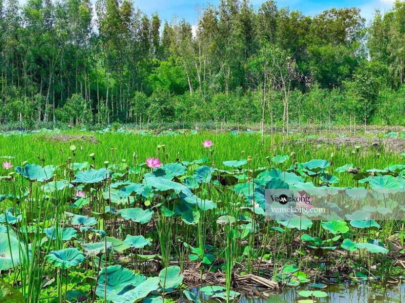 Can Tho: Lung Ngoc Hoang Forest Nature Reserve Half-Day Tour - Experience With the Guide