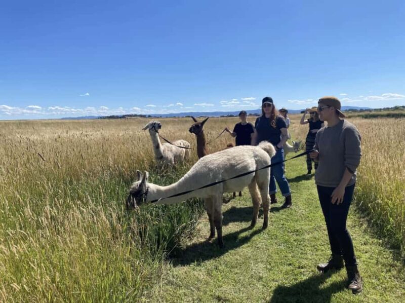 Canberra: Alpaca Adventure Farm Tour (morning tea included) - Introducing the Canberra Alpaca Adventure Farm Tour