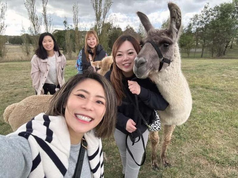 Canberra: Alpaca Adventure Farm Tour (morning tea included) - Key Points