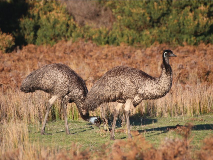 Canberra: Best of Wildlife Tour - Booking Information