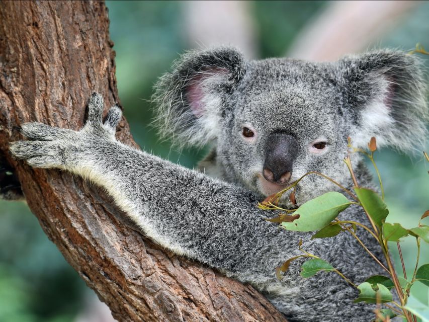 Canberra: Best of Wildlife Tour - Additional Information