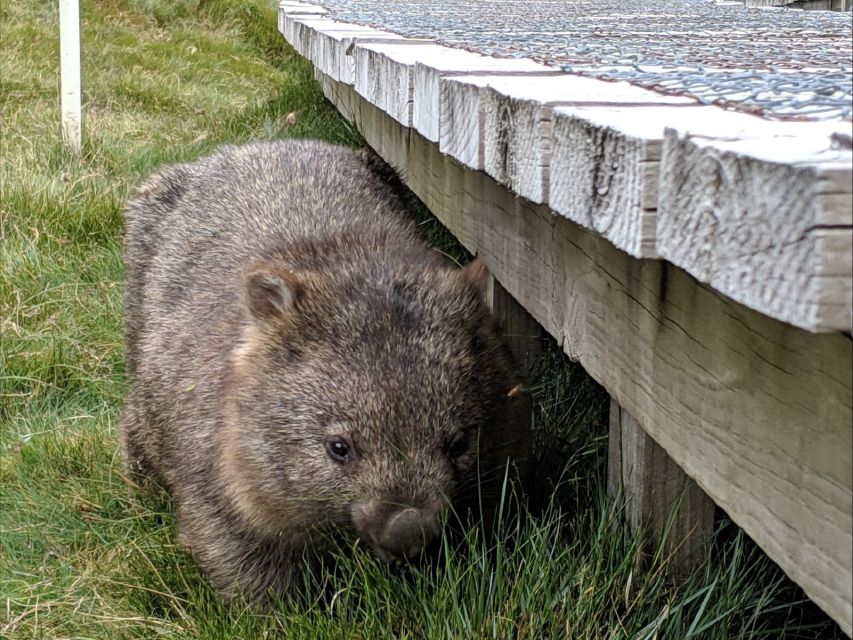 Canberra: Best of Wildlife Tour - Frequently Asked Questions
