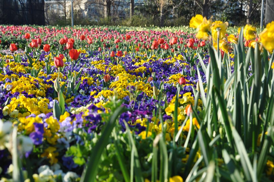 Canberra: Guided Tour of Floriade Festival With Transfers - Cancellation Policy