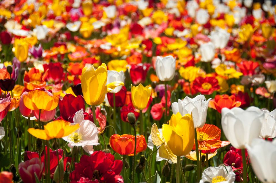 Canberra: Guided Tour of Floriade Festival With Transfers - Directions