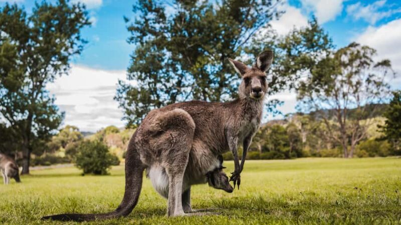 Canberra: Kangaroos and Koala Experience Tour - Final thoughts