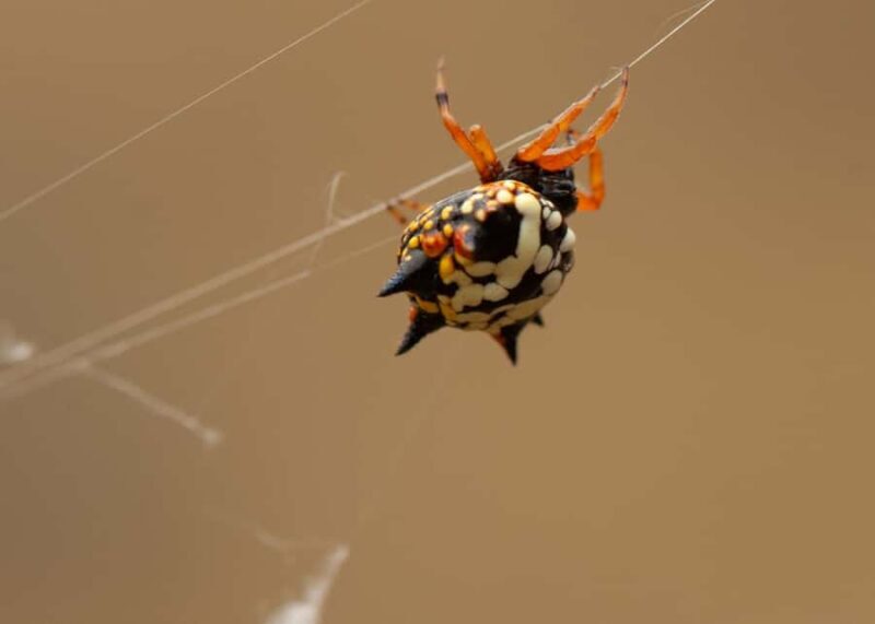 Canberra: Nature Tour with Lunch - Practical Details and Tips