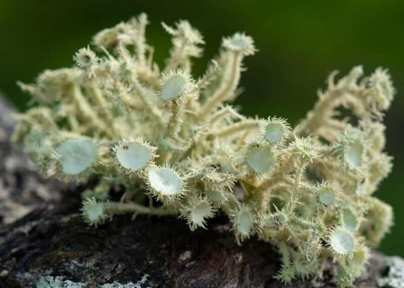Canberra: Nature Tour with Lunch - A Worthwhile Investment for Nature and Wildlife Enthusiasts