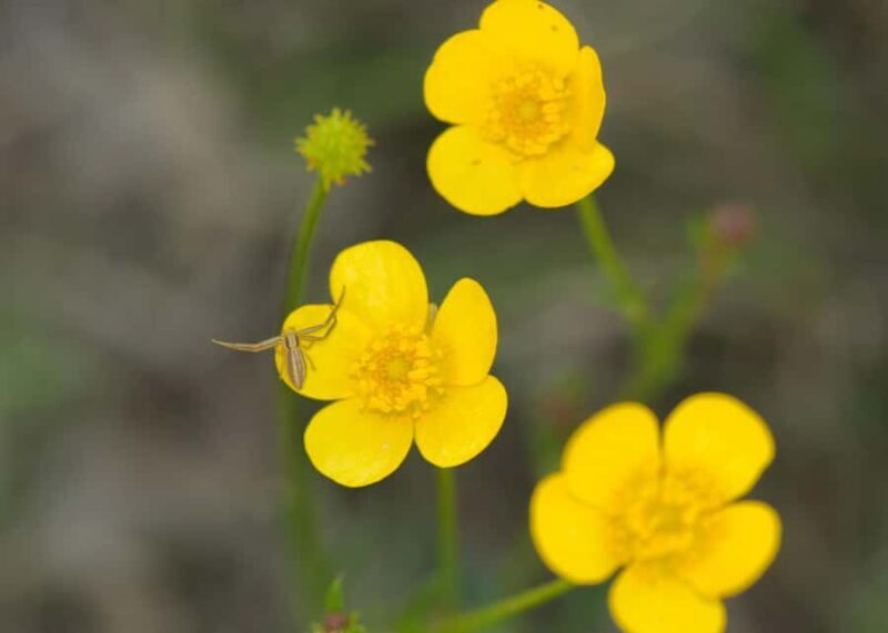 Canberra: Nature Tour with Lunch - Who Should Consider This Tour?