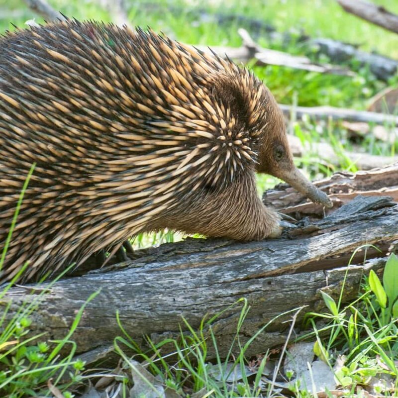 Canberra: Nature Tour with Lunch - Frequently Asked Questions