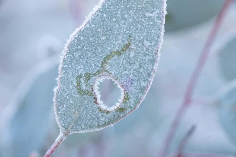 Canberra: Nature Tour with Lunch - Final Thoughts
