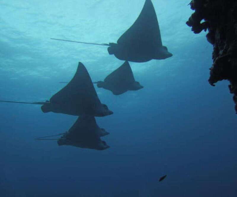 Cancun 2 Dives Shipwreck C55 or C58 & Reef -Certified Divers - What Makes This Tour Worth Considering?