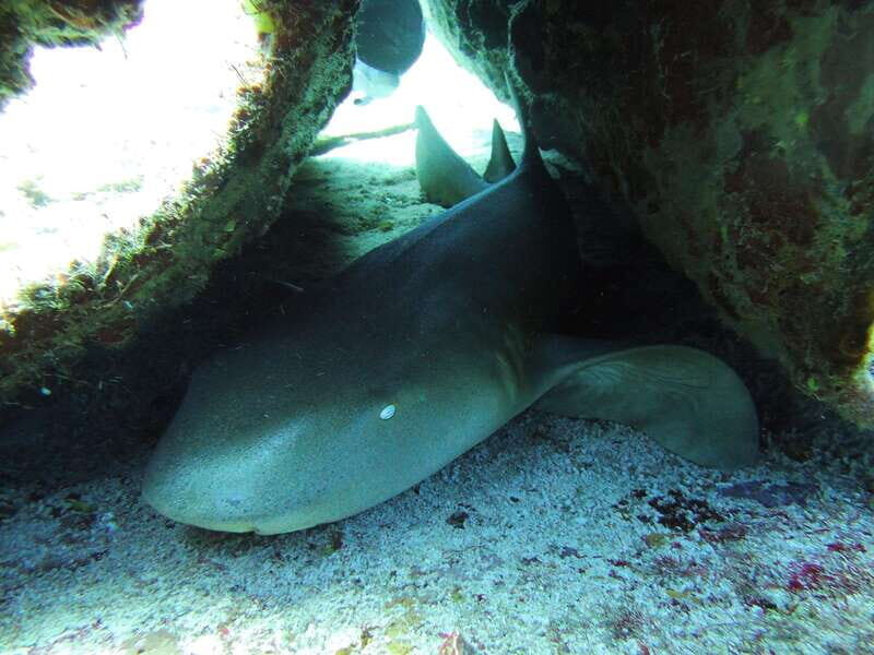 Cancun: 2 Reef Dives at Punta Cancun for Certified Divers - The Experience and Its Highlights