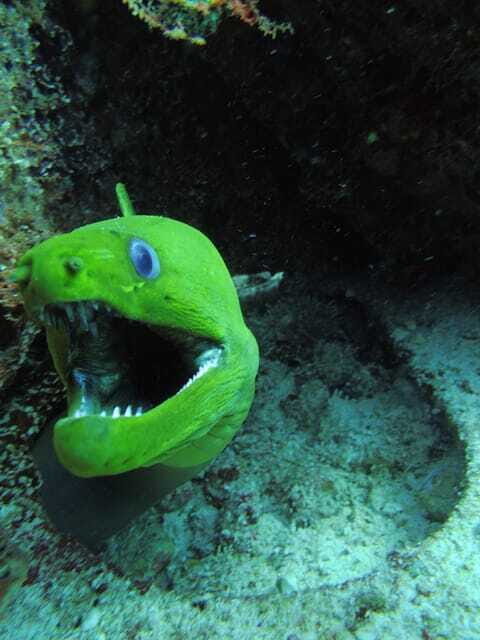 Cancun: 2 Reef Dives at Punta Cancun for Certified Divers - Practical Details