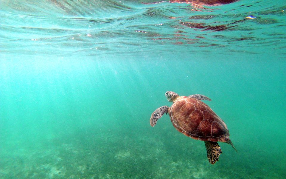 Cancun: Akumal Turtles and Cenote Snorkeling Tour - Key Points