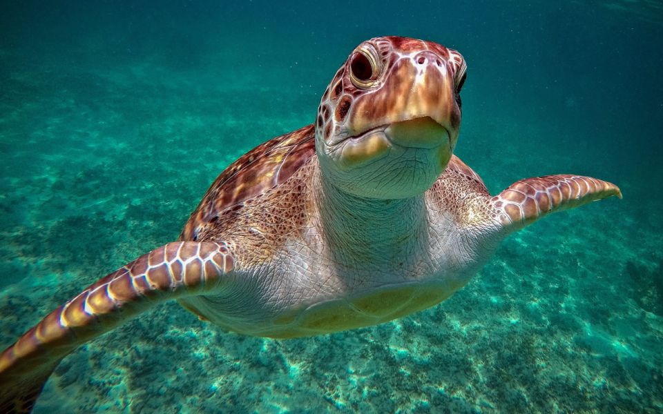 Cancun: Akumal Turtles and Cenote Snorkeling Tour - Language Options
