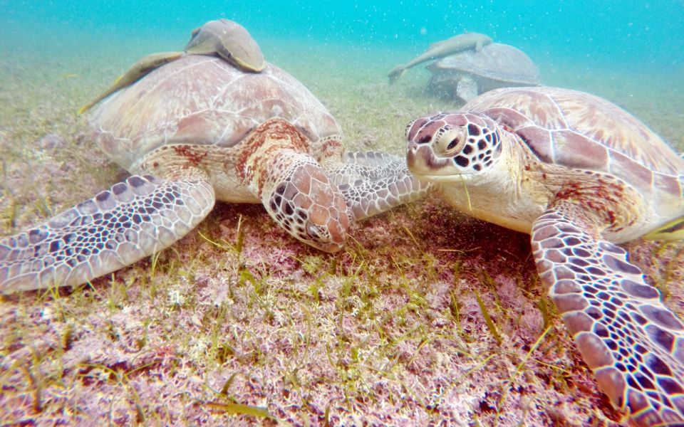 Cancun: Akumal Turtles and Cenote Snorkeling Tour - Pickup and Cancellation