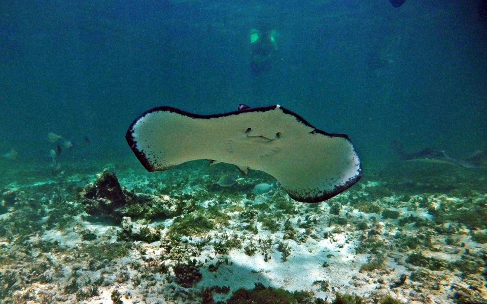 Cancun: Akumal Turtles and Cenote Snorkeling Tour - Snorkeling With Sea Turtles