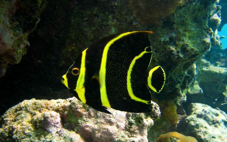 Cancun: Akumal Turtles and Cenote Snorkeling Tour - Discovering the Cenote Cave System