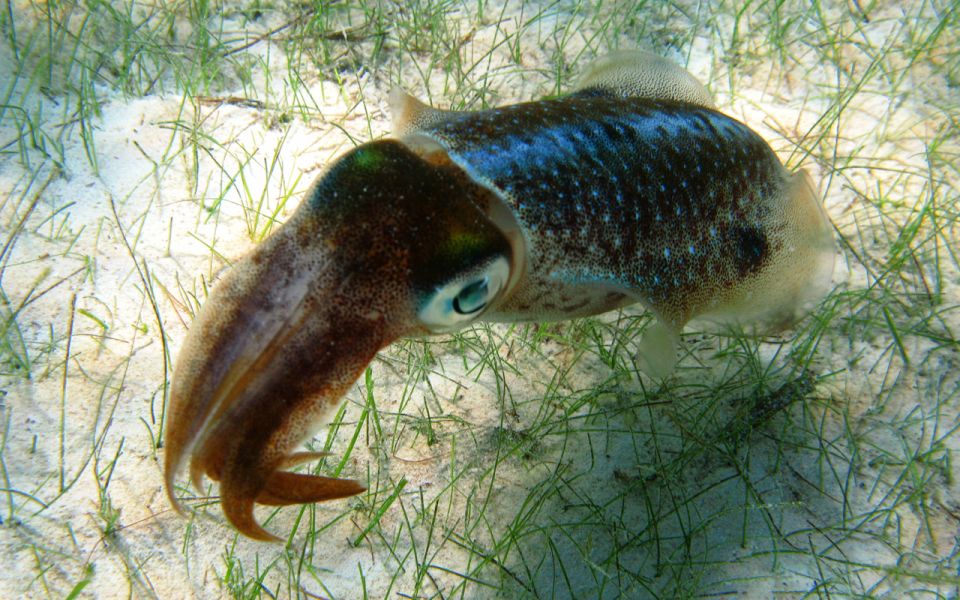 Cancun: Akumal Turtles and Cenote Snorkeling Tour - Key Inclusions and Exclusions