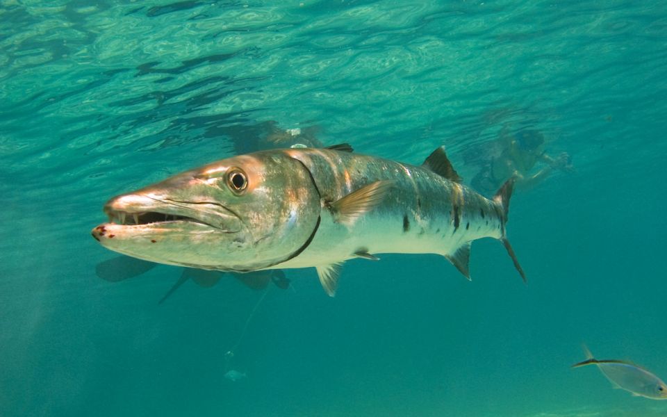 Cancun: Akumal Turtles and Cenote Snorkeling Tour - Frequently Asked Questions