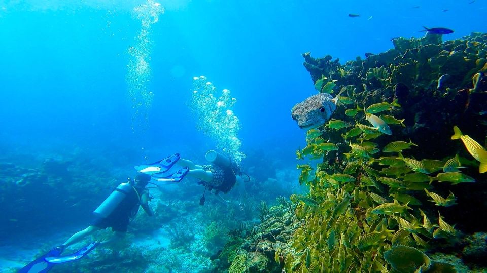Cancun: All Included Diving Lesson (2 Tanks) - Key Points