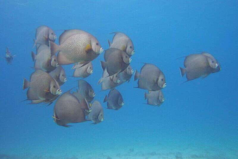 Cancun: Beginner Scuba Diving at Underwater Museum - Pricing and Value Analysis