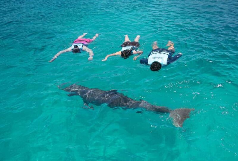 Cancun: Dolphin Connection & Garrafon Reef Park with Buffet - Who Will Love This Tour?