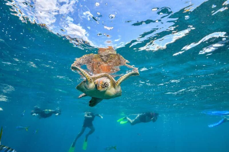 Cancun: Explore Tulum, swim with turtles, and visit a cenote - Final Thoughts