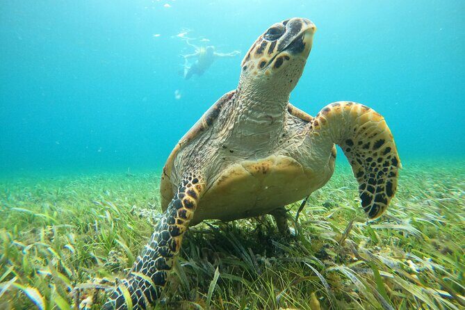 Cancun Fly and Swim Parasailing and Snorkeling Combo Tour - FAQ