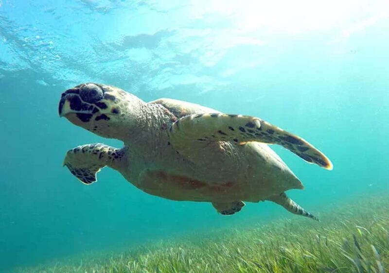 Cancun: Jungle Speedboat & Snorkeling Adventure - Exploring the Experience