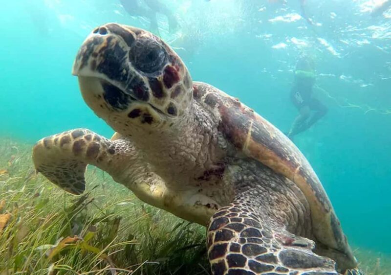 Cancun: Jungle Speedboat & Snorkeling Adventure - Who Should Consider This Tour?