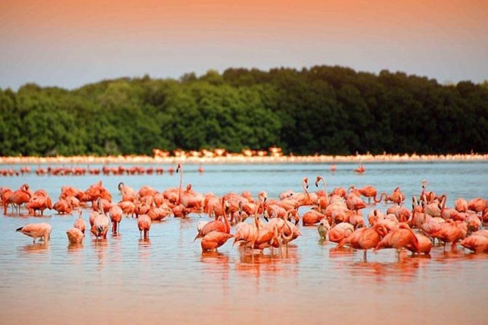 Cancun: Las Coloradas and Rio Lagartos Private Tour - Encounter With Nature