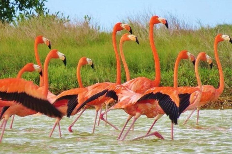 Cancun: Las Coloradas and Rio Lagartos Private Tour - Pricing and Booking