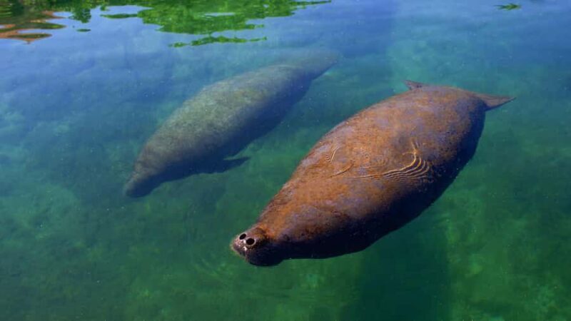 Cancun: Manatee Swimming on Isla Mujeres with Buffet Lunch - A Closer Look at the Experience