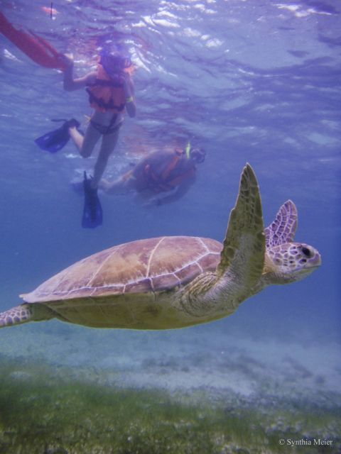 Cancun: Marine Turtle Observation in Akumal - Key Points
