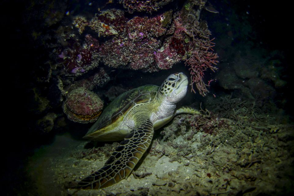 Cancun: Moonlight Snorkeling Tour With Transfer - Inclusions and Highlights
