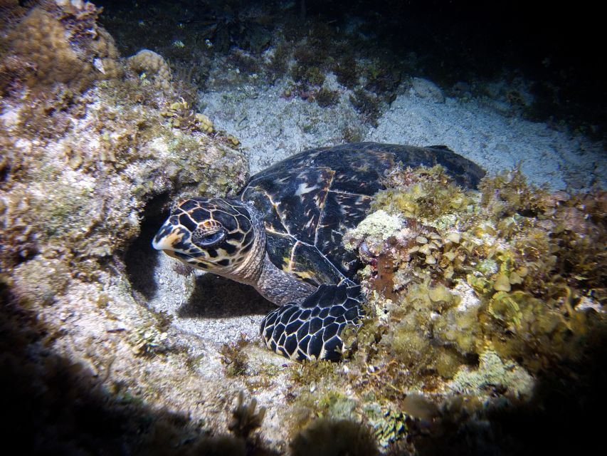 Cancun: Moonlight Snorkeling Tour With Transfer - Preparing for the Tour