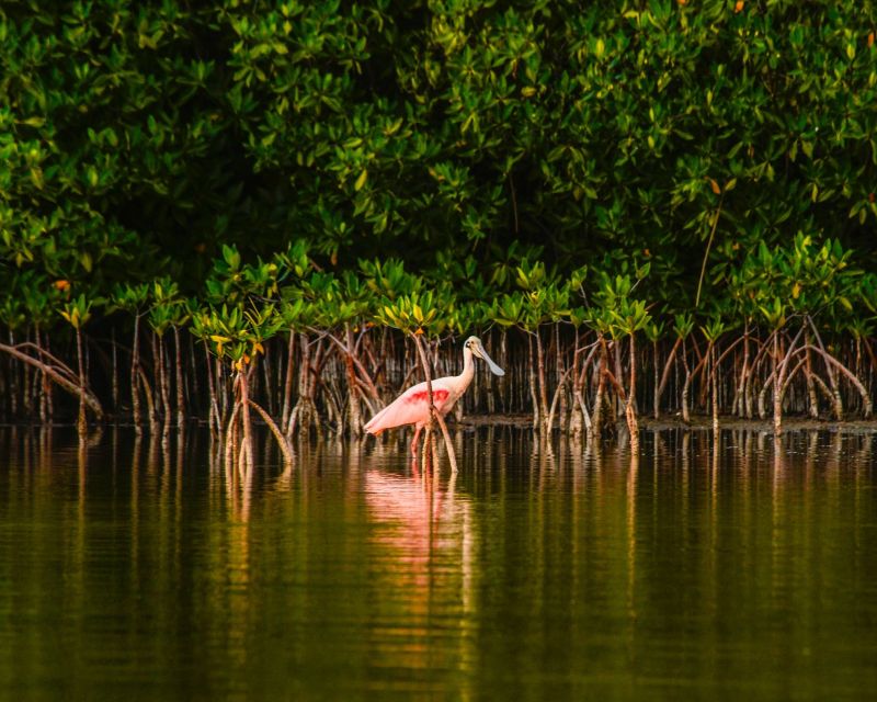 Cancún: Morning or Sunset Kayak Adventure in Nichupte Lagoon - Highlights of the Lagoon